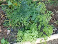 DSCN3355.webp