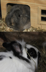 hase doreen.webp