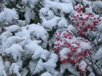 006.webp