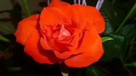P1100586.webp