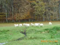 vov06 002.webp
