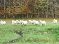 vov06 003.webp