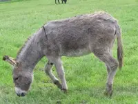 Bild 618.webp