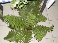 009.webp