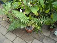 Bild 001.webp