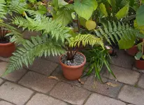 Bild 002_2.webp