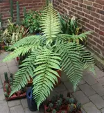 DSCF6027.webp