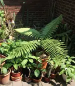 DSCF4771.webp
