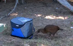 Weka v.webp