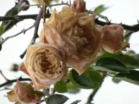 CIMG6142.webp