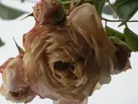 CIMG6143.webp