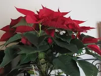 013.webp
