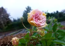 Adventrose.webp