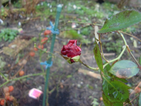 CIMG4004.webp