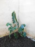 DSCN3370.webp