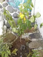 DSCN3366.webp
