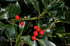 DSC_6586.webp