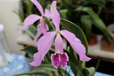 IMG_0250 - Kopie.webp