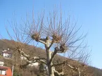 Bild 7123.webp