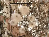 Bild 7118.webp