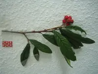 IMG_8063.webp