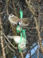 Vogel11.webp