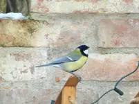 Vogel12.webp