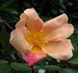 mutabilis.webp mutabilis.webp
