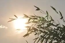 Spiel mit der Sonne1.webp
