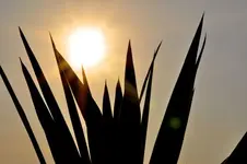 Spiel mit der Sonne.webp