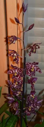 DSC_0566.webp