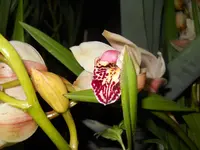 DSCN0037.webp