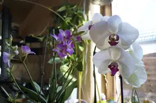 _DSC3743.webp
