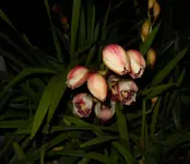 cymbidiumDSCN7623.webp