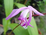 bletilla.webp