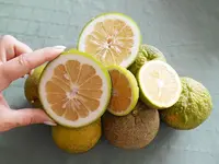 DSCN3457.webp