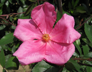 mutabilis_.webp mutabilis_.webp