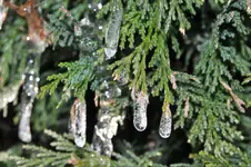 Wassertropfen1.webp