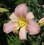 DSCF5461.webp