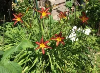 DSCF5463.webp
