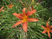 hemerocallis 048_2.webp