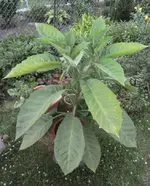 DSCF5428.webp
