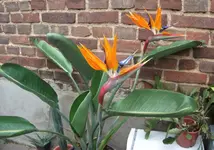 DSCF1678.webp