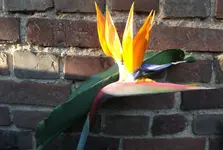 DSCF1666.webp