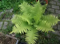 DSCF1317.webp
