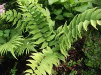 DSCF1321.webp