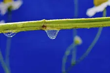 Tropfen7.webp