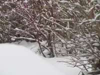027.webp