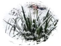 der erste Schnee (4).webp