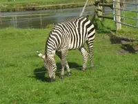Bild 1212.webp
